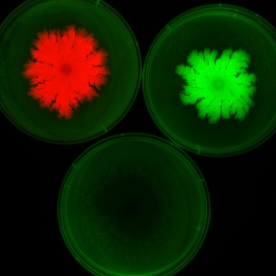 Bacterial holiday scene