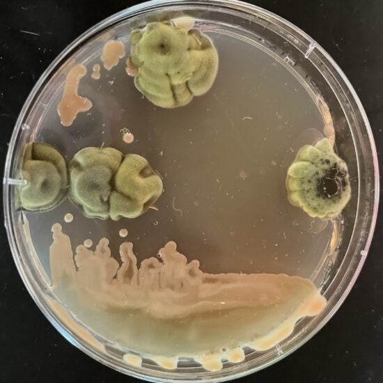 Beautiful contamination