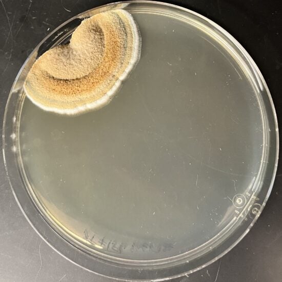 Fungus invading sterile plate